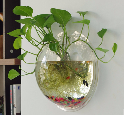 Modernes Acrylschaufenster kundengebundenes an der Wand befestigtes klares rundes Acrylaquarium